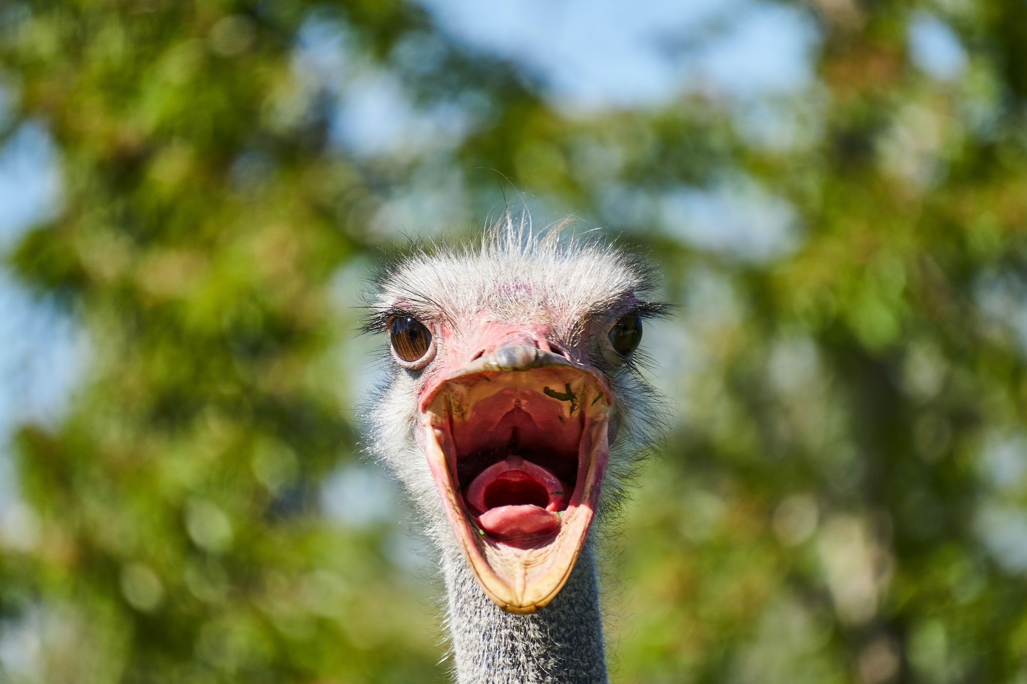 An open-mouthed ostrich staring at the camera