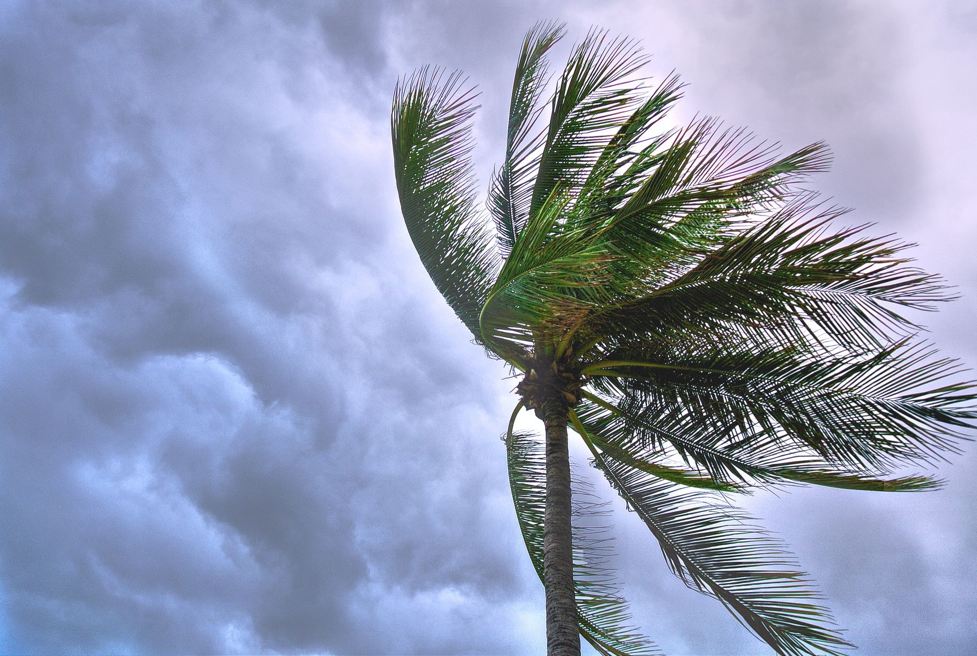 a palm tree blowing in the wind