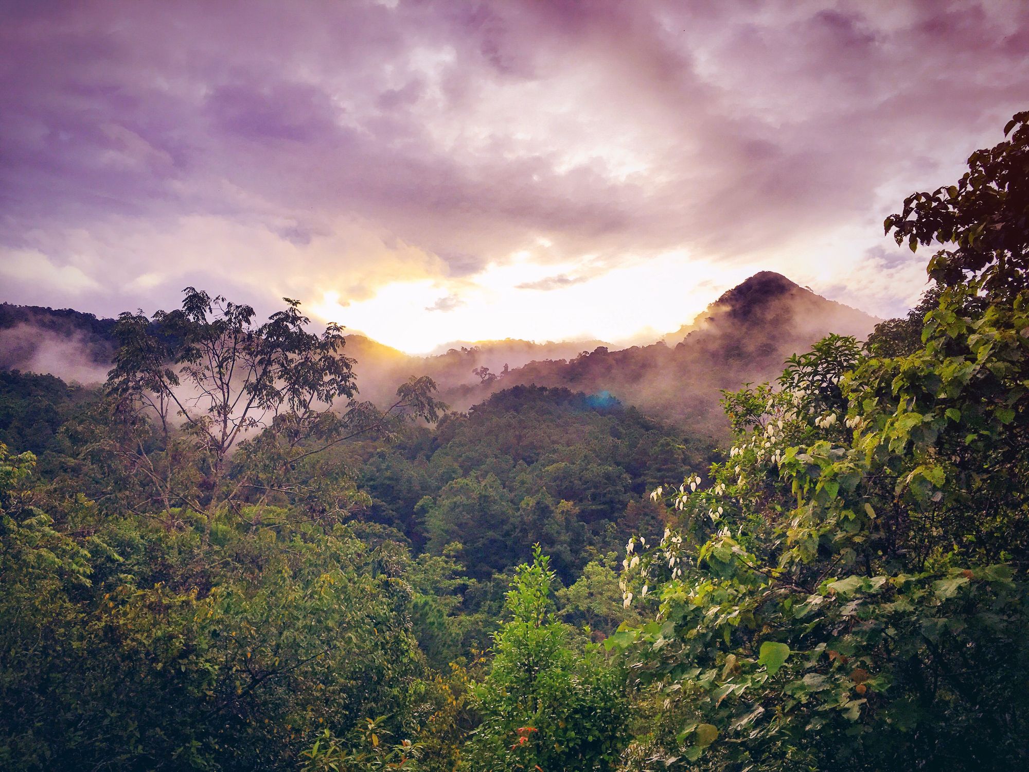 A foggy rainforest