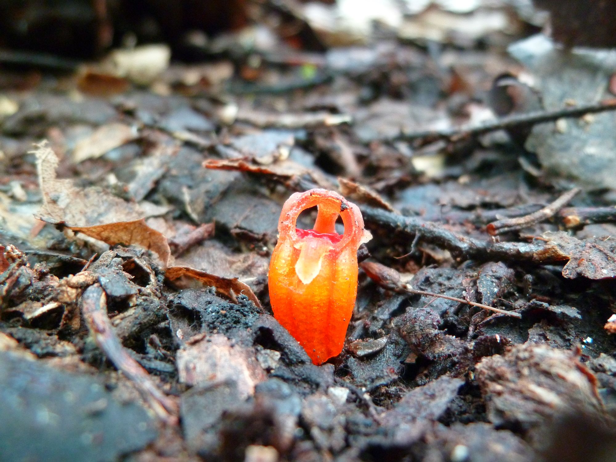 A Thismia Fairy Lantern in a pile of leaves