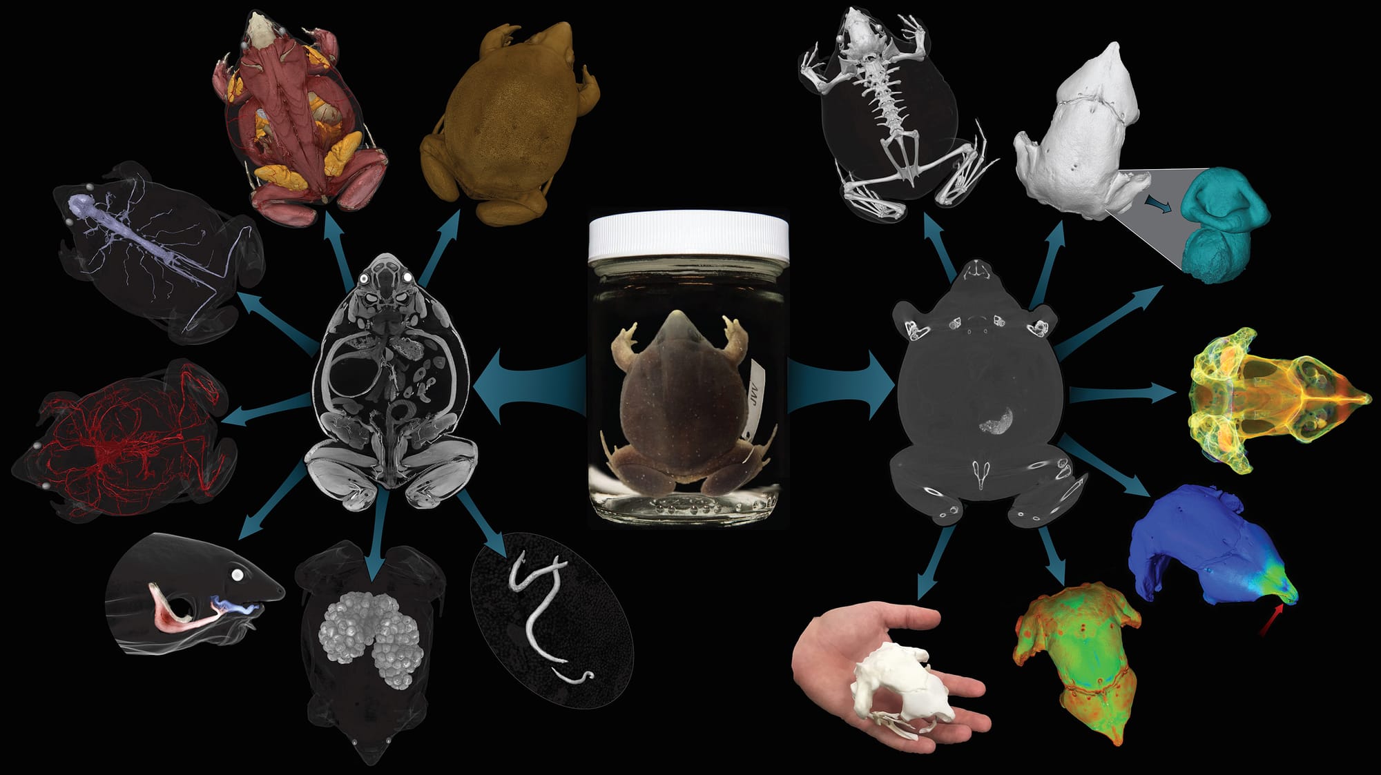 an overview of 3D scanned frogs from the oVert system