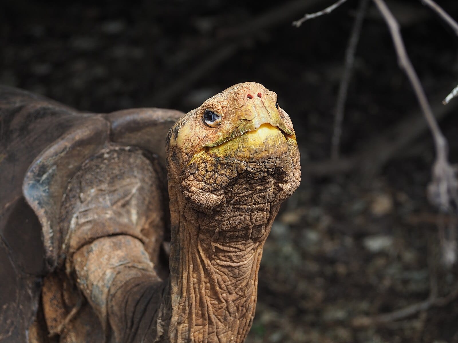 Diego the tortoise smiling