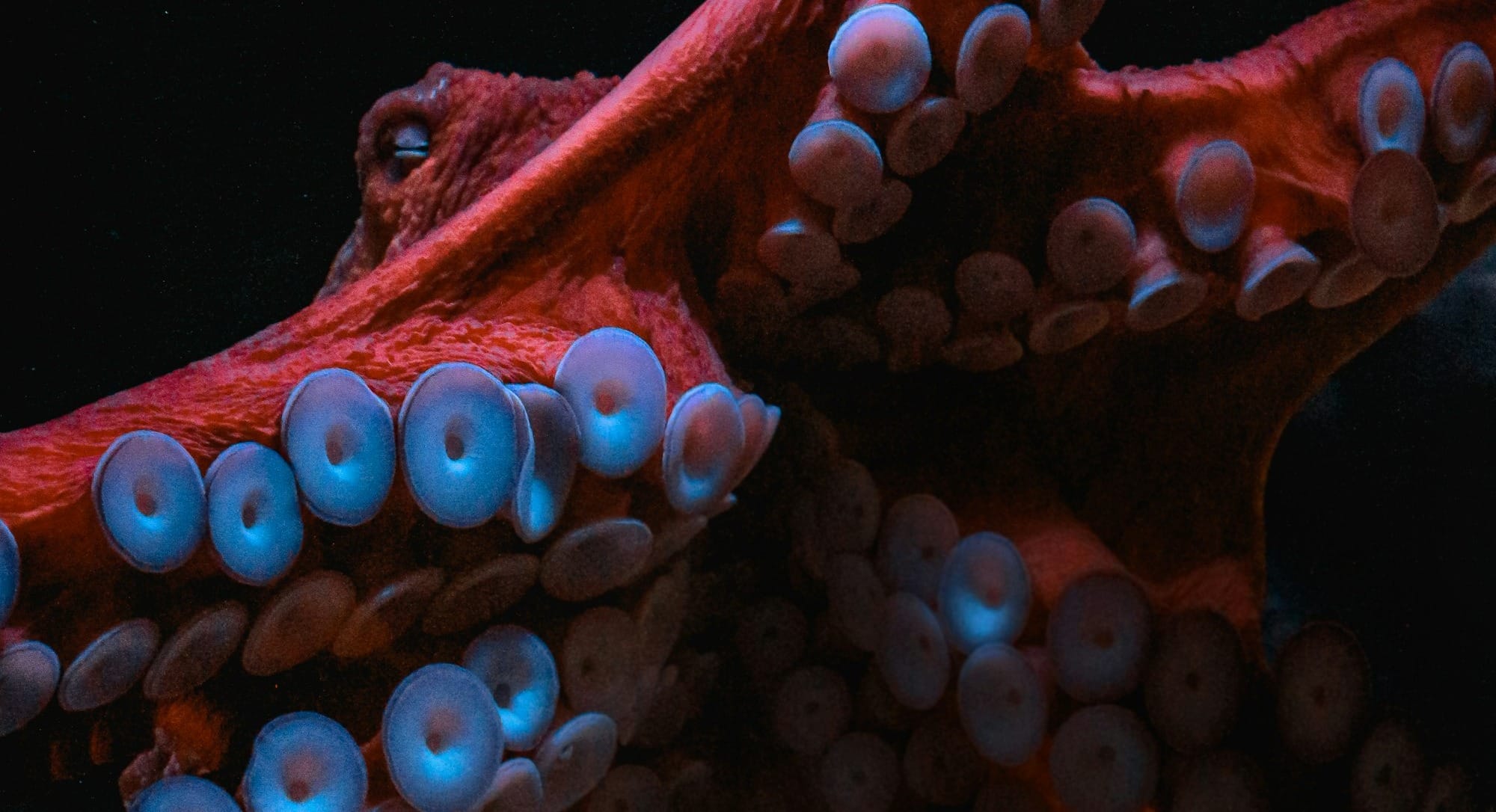 squid in the ocean