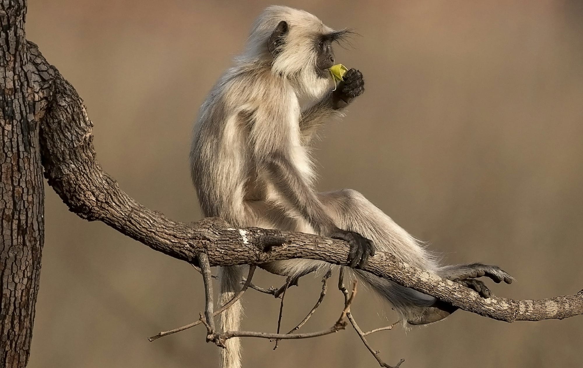 black and white monkey on brown tree branch