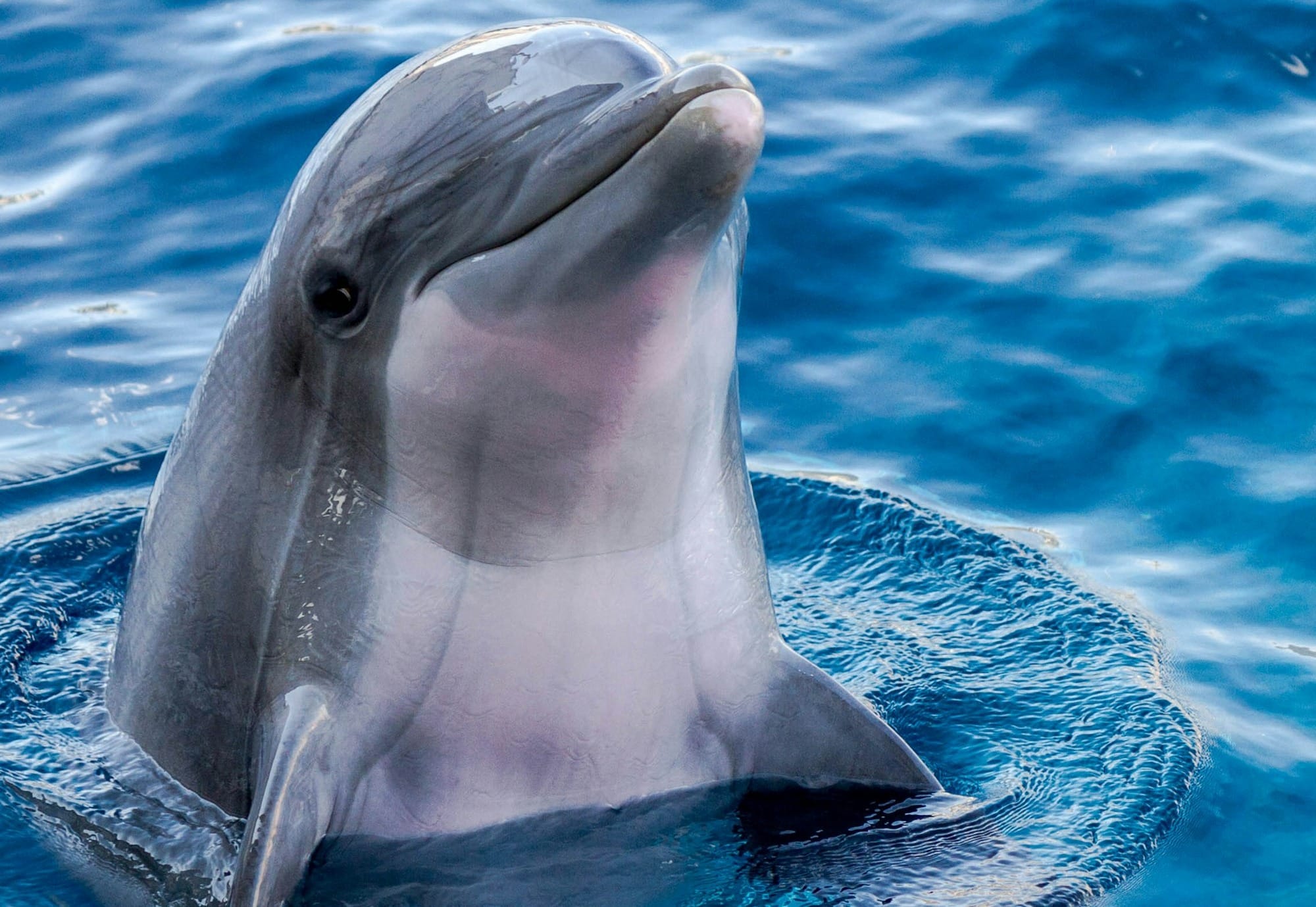 dolphin