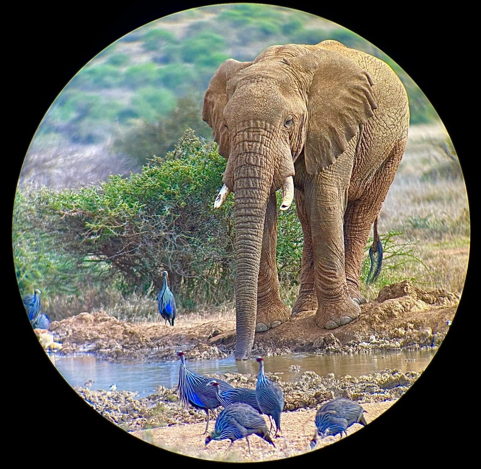 An elephant drinking with guinea fowl birds